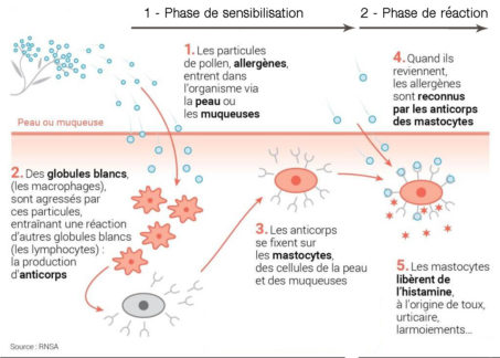 schéma phases allergies Graines d'Hypnose Montpellier - hypnothérapeute montpellier - hypnose en ligne hypnose et allergies