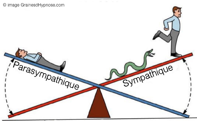 sympathique parasympathique hypnothérapeute séance hypnose paris 15